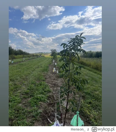 Henson_ - Moja mała plantacja orzecha włsokiego jacka w tamtym roku zdjecie zrobione
...