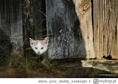 whosyourdaddy_snakegirl - Kradzione od @Sweet-Jesus

#kot #kitku #koty