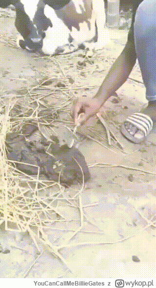 YouCanCallMeBillieGates - >zastanów się co jest z wami nie tak, że wolą pajeetów ( ͡°...