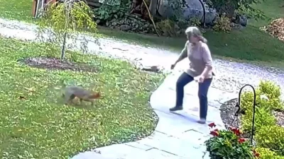 freddd - Lis z wścieklizną vs Pani Janina
Trza przyznać, że nieźle nim powywijała, ja...