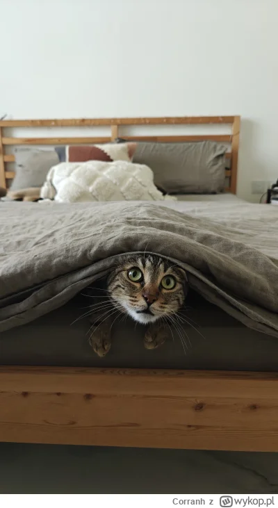 Corranh - #pokazkota