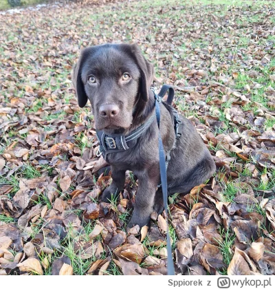Sppiorek - Balbador ralbarador labrador kocham cie piesiu
#pokazpsa