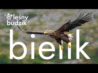 Lifelike - Bielik (Haliaeetus albicilla)
Głos
Autor
#photoexplorer #fotografia #ornit...