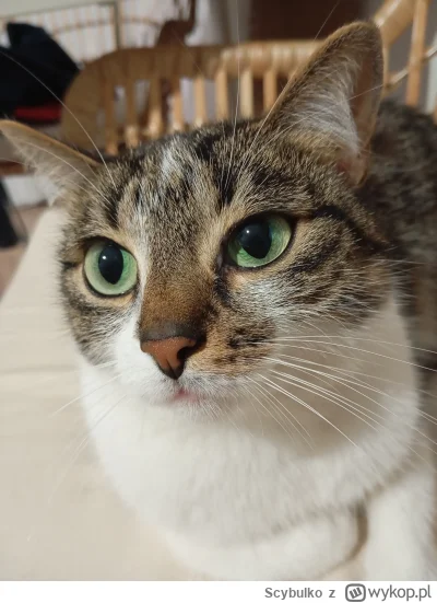 Scybulko - #koty #kitku #pokazkota #zwierzaczki ʕ•ᴥ•ʔ
