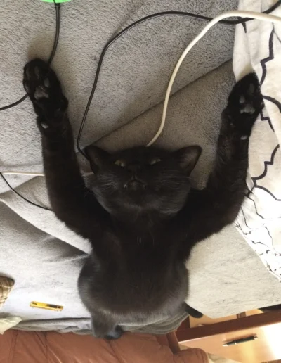 tbhilt - @Ytarka: ( ͡° ᴥ ͡°)