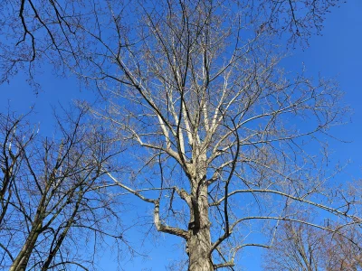 dziewiczajajecznica - #przegryw #spierdotrip #zima ##!$%@? #las #drzewa
Takie drzewo.