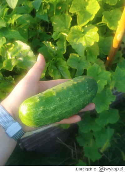 Dorciqch - #ogrodnictwo klasyczne "pilnuj ogórków bo wykipią" xD