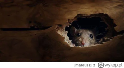 jmateuszj - #gielda #meczennicyxtb #xtb Dzień dobry, szczurowi trochę głupio z powodu...