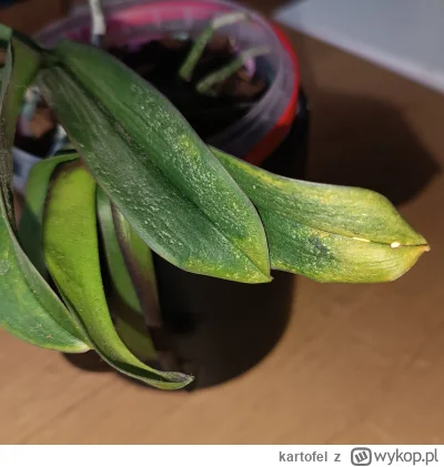 kartofel - @kartofel