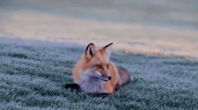 kicek3d - #lisek #zwierzaczki #smiesznypiesek #gif