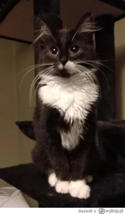 BastetII - #chwalesie #pokazkota

Oto Tofik - najnowszy członek rodziny. Został znale...