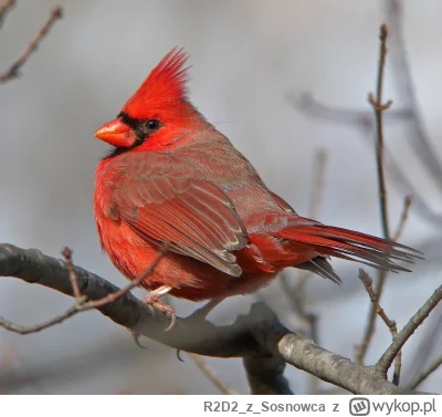 R2D2zSosnowca - A tak w ogóle to Northern Cardinal to mój ulubiony ptasior #r2d2zwied...