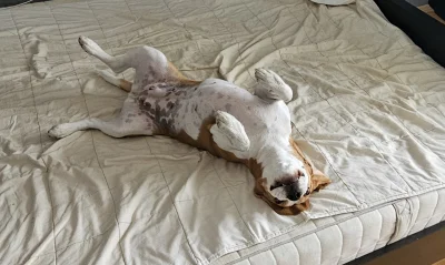 LingwistaWojownik - Mam psa i serio nie wyobrażam sobie puścić go luzem. To nie jest ...