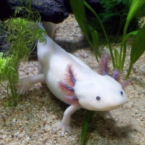 Ambystoma