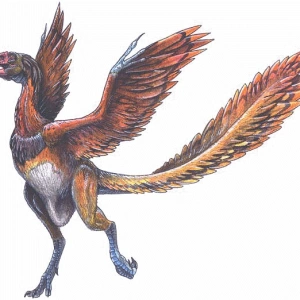 Archeopteryx_Lithographica