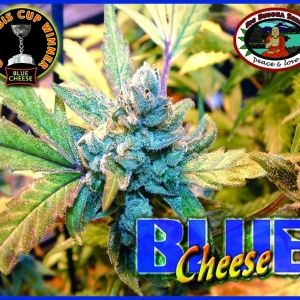 Blue_Cheese