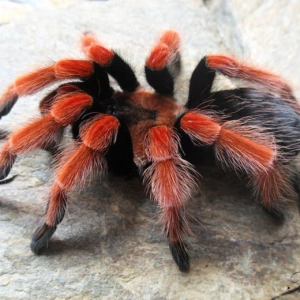 Brachypelma