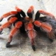 Brachypelma