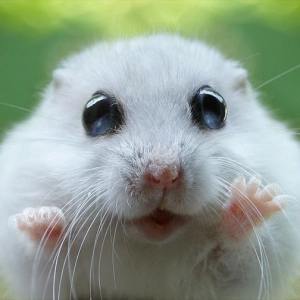 Captain_Hamster