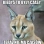 Caracal