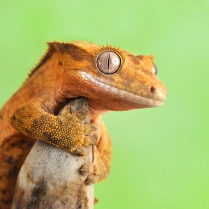 Cgecko