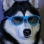 CoolerHusky