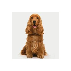 Diego_Cockerspaniel