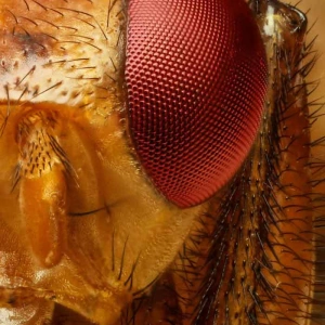 Drosophila