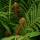 Frond