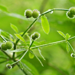 Galium-aparine