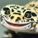 GeckonTV