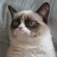 GrumpyCat