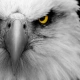 I_Eagle_I