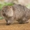 KrwiozerczyWombat