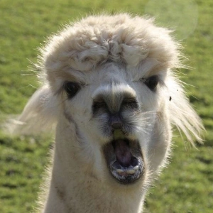 Lethal_Alpaca