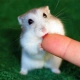 Littlehamster