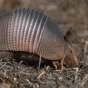 MajorArmadillo