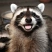 Mandy_Raccoon