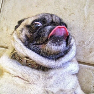 MrPug