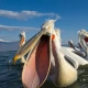 pelikan-z-wykopu-lvl99