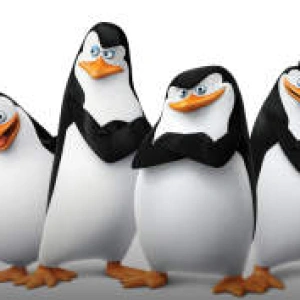 Pingwiny_z_Madagaskaru