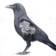 Raven144