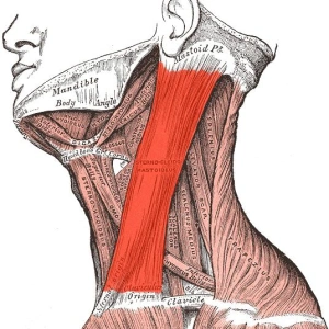 Sternocleidomastoideus