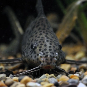 Synodontis