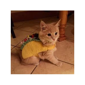 Tacocat