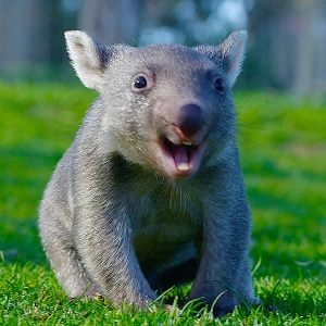 WhiskeryWombat