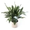 aspidistra