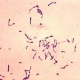 bacilluscereus