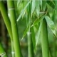 bambus89