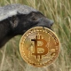 bitcoin_badger_pl